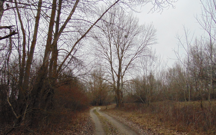 Téli ártér madárvilága - Kalandozások a Szigetközben 6. rész