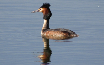 Ahol a tavasz is jól érzi magát - Egy madárbarát naplója 