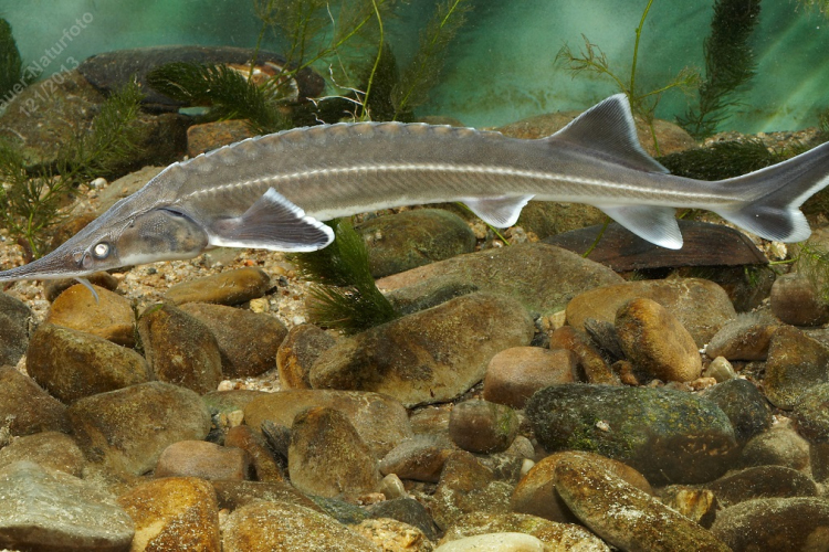 Megemlékezés a történelmi idők legnagyobb őshonos haláról