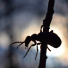 Scháling Anita Fotóalbuma