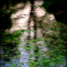  Körtvélyesi László Körte fotóművész munkái