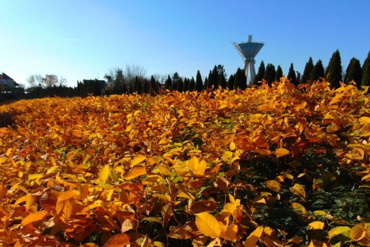Kiszínezett Lajta - egy madárbarát naplójából...