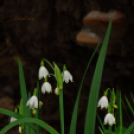 Tilai Gergely online fotókiállítása - díjnyertes képekkel