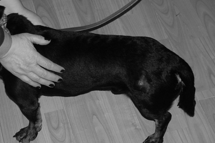 Meglőtte a szomszéd kutyáját