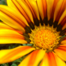 Scháling Anita Fotóalbuma