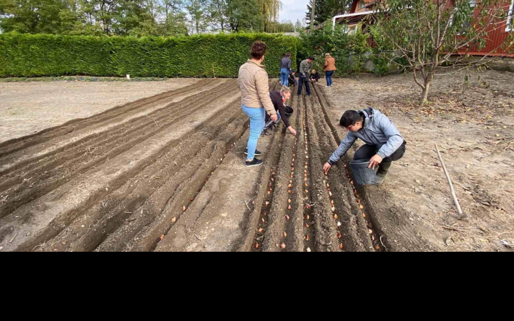 Több ezer tulipánhagymát ültettek az egyetemisták