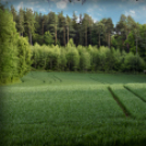 Scháling Anita Fotóalbuma