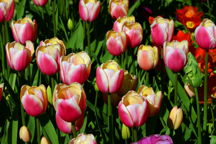 Tavaszváró - Tulipános kert