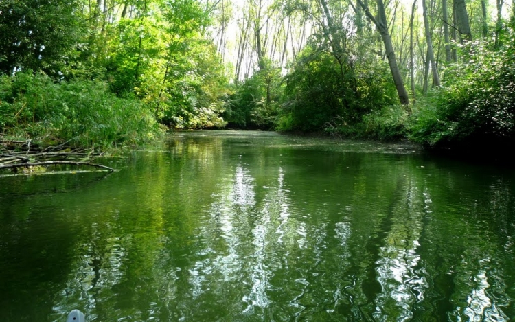 Szigetközi hullámtér ökológiai célú részleges elárasztása