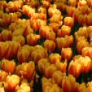 Tavaszváró - Tulipános kert