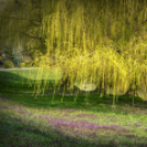 Scháling Anita Fotóalbuma