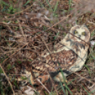 Az ország legnagyobb napóráját avatták Dunaszigeten