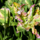 Tavaszváró - Tulipános kert