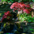 Tavaszváró - Tulipános kert