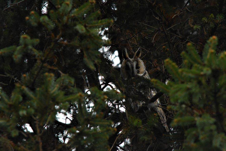 Számoljuk együtt az éjszaka vadászait! - Erdei fülesbagolyfelmérés 2019