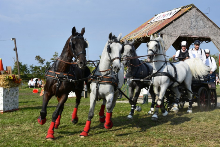 10.  Sajtos-Réti fogathajtó verseny 