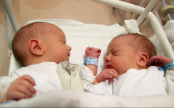 Lenzsér Gergő, Lenzsér Áron, Bősárkány