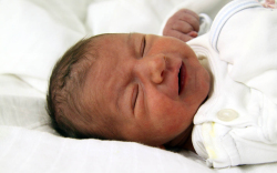 Major Izabella, Csorna