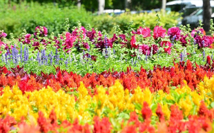 Virágosíts Mosonmagyaróvár!