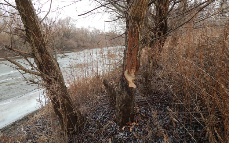 Sok kárt okoznak a túlszaporodott hódok