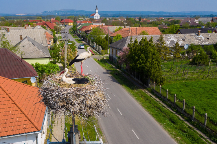 Megújul az országos madárvédelmi térkép