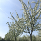 Vadcseresznyefák virágzása a Szigetköz Lelke Pálinkaház birtokán