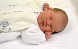 Füzi Bálint, Kapuvár