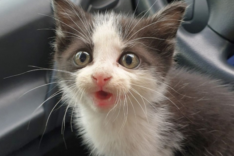 Cicát mentettek ki egy autó forró motorteréből