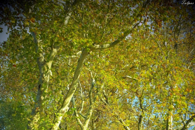 Őszi képek a Szigetközben