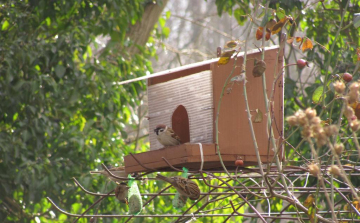 Hogyan (ne) etessük a madarakat?