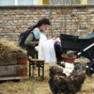 I. Szigetközi Vásár