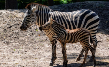 Alföldi zebracsikó született a Szegedi Vadasparkban