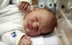 Novics Nimród, Mosonmagyaróvár