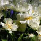 Tavaszváró - Tulipános kert