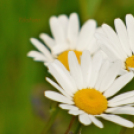 Tilai Gergely online fotókiállítása - díjnyertes képekkel