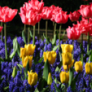 Tavaszváró - Tulipános kert