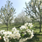 Vadcseresznyefák virágzása a Szigetköz Lelke Pálinkaház birtokán