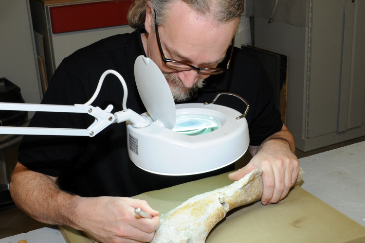 Új dinoszaurusz a bécsi Természettudományi Múzeumban