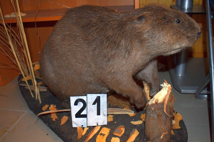 Rendőrkézen a szigetközi orvvadászok