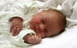 Sebestyén Csongor, Kisbodak