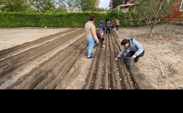 Több ezer tulipánhagymát ültettek az egyetemisták