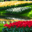 Tavaszváró - Tulipános kert