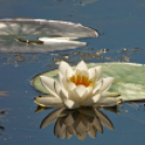 Tilai Gergely online fotókiállítása - díjnyertes képekkel