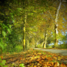 Őszi képek a Szigetközben