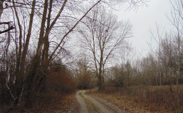 Téli ártér madárvilága - Kalandozások a Szigetközben 6. rész