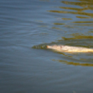 Jótékonysági horgászverseny a mosonmagyaróvári Hospice házért