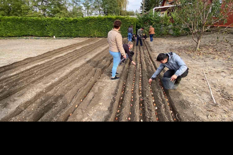 Több ezer tulipánhagymát ültettek az egyetemisták