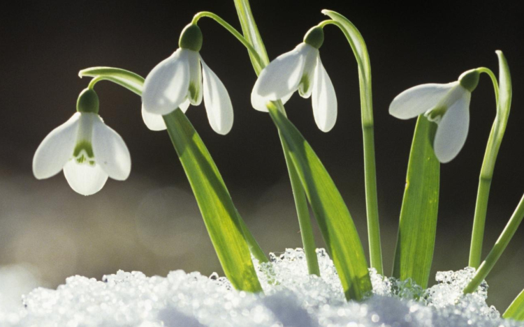 2017-ben az Év vadvirága: a hóvirág