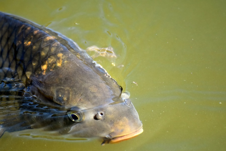Elég hal lesz az ünnepekre 