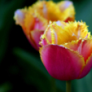 Tavaszváró - Tulipános kert